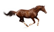 Photos : Brown trakehner stallion