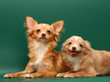 Two dogs. Two dogs.