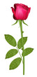 A single red rose on a white background