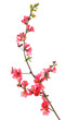 red flowering quince red flowering quince