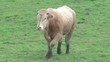 Vache dans le pré