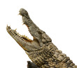Alligator freigestellt