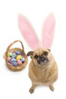 Easter Dog