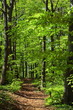 Waldweg