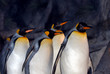 King Penguins