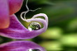 Orchidee