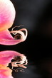 Orchidee