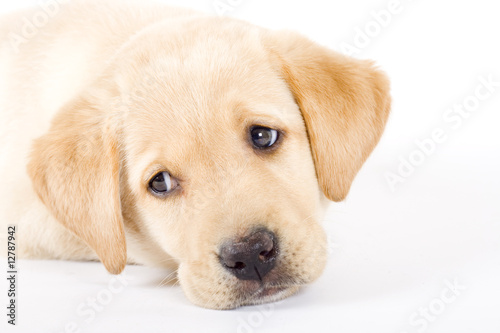 Puppy Labrador retriever cute eyes Puppy Labrador retriever cute eyes