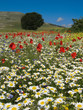 springtime fields