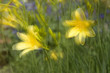 Lilien mit Doppelbelichtung