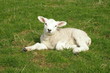 Spring Lamb