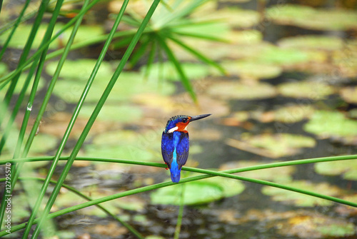Photo: Madagascan Kingfisher on the lookout Madagascan Kingfisher on the lookout
