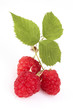 Himbeeren