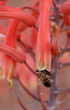 Bee stalks