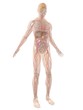 anatomie illustration anatomie illustration