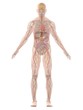 menschliche anatomie menschliche anatomie