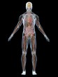 anatomie illustration anatomie illustration