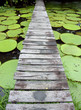 Wood bridge over Amazon pond whit Wood bridge over Amazon pond whit