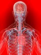 menschlicher körper mit vaskulärem system