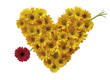 Daisy Heart with arrow