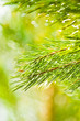 green tree green tree