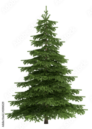 Illustration: Tree isolated on white Tree isolated on white
