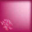 sfondo con rosa
