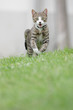 Cat is running