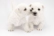 Kissing puppies Kissing puppies
