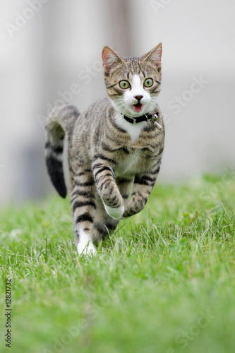 Foto: Cat is hunting Cat is hunting