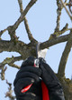 tree-cuting