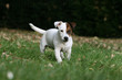 le jack russel terrier adulte en train de marcher vu de face le jack russel terrier adulte en train de marcher vu de face