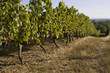 VIGNOBLE, ANJOU, MAINE ET LOIRE, FRANCE