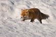 Fuchs