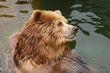 Brown bear