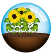 Sunflowers globe concept