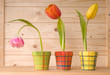 three tulips in pots