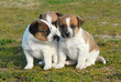 chiots jack russel terrier chiots jack russel terrier