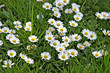 Gänseblümchen