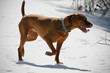 dog pointing hunting dog pointing hunting