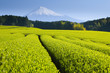 Green tea fields
