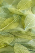 Thin Green Leaves