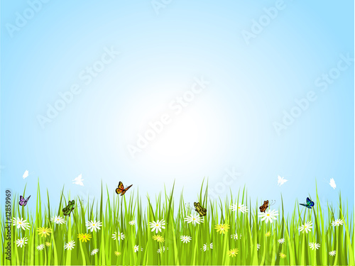 butterflies in grass