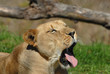 Waking Lioness