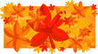 Autumn leaves
