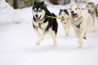 sled dogs