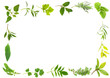 Herb Leaves