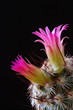 Kaktusblüte vor schwarzem Hintergrund / Cactus