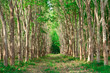 Rows of para rubber tree, Thailand.