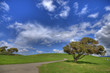 Green Grass Landscape and blue cloudy sky HDR
